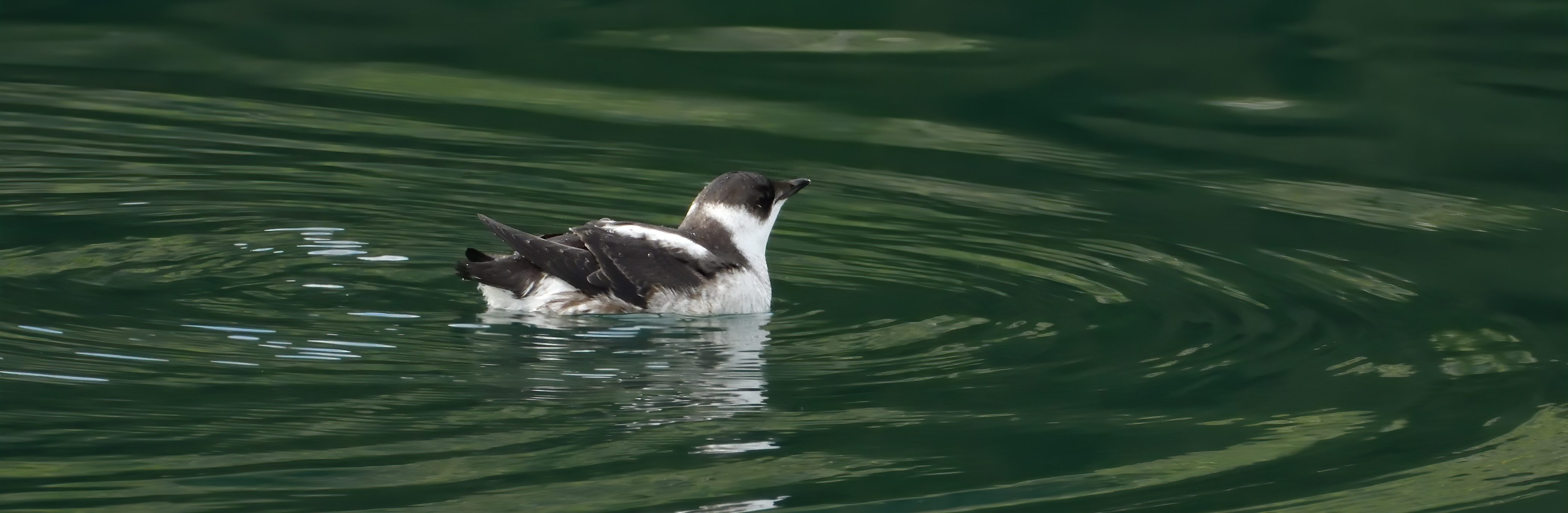 image for Marbled Murrelet Impact Study – Request for Proposals